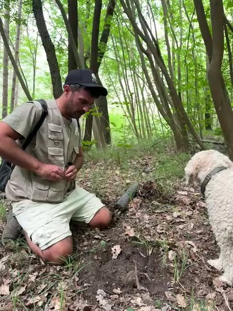 Alex mentre estrae un tartufo dal terreno