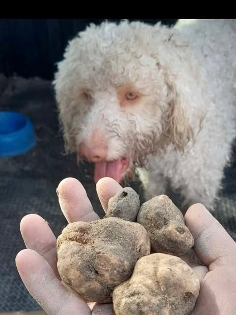 Gold con alcuni tartufi appena trovati