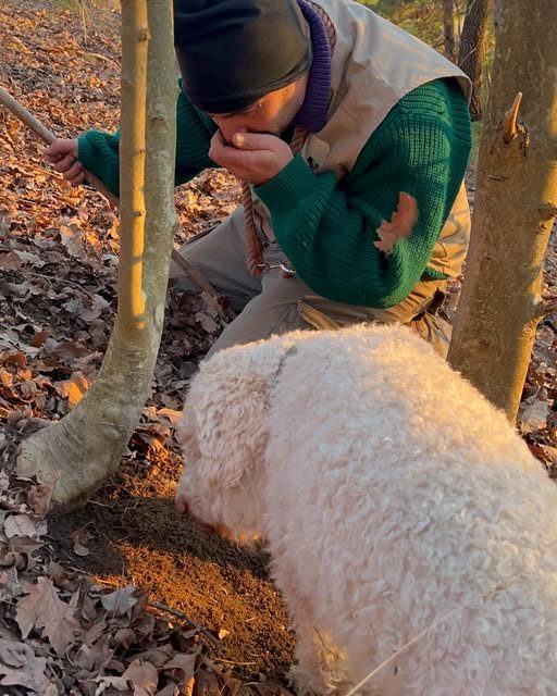 Alex e Gold durante la ricerca del tartufo nel bosco