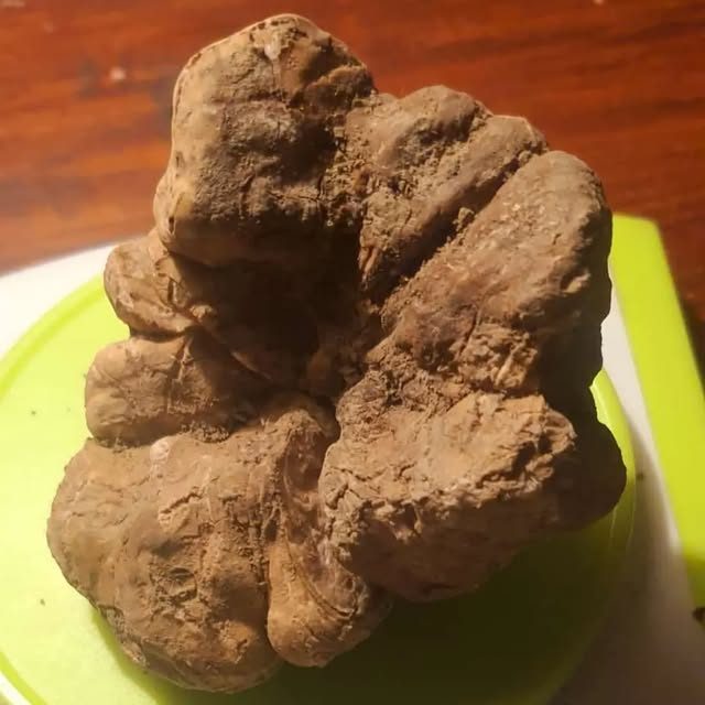 Un grande tartufo appena trovato